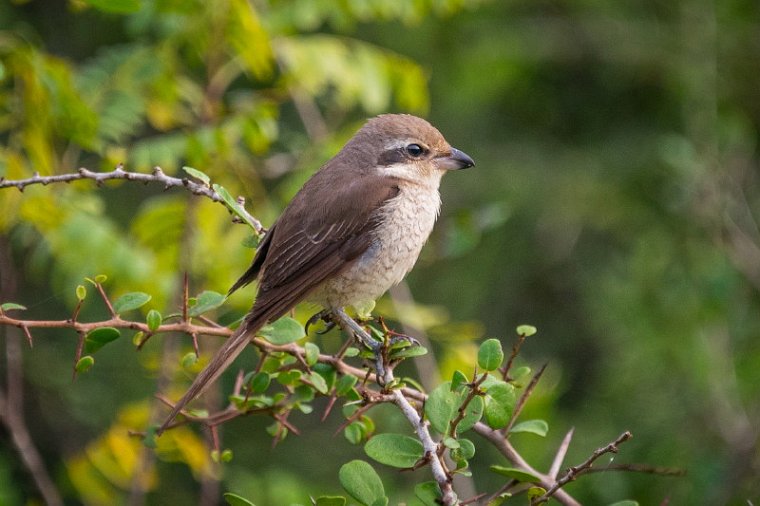 013 Wilpattu NP, bruine klauwier.jpg